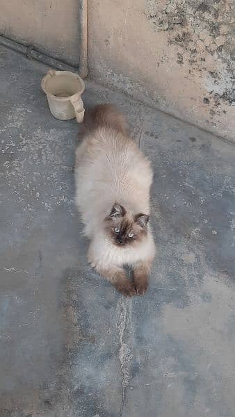 Persian triple cote male 0