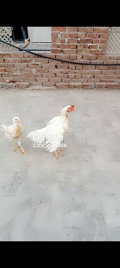 1 pair for sale location multan