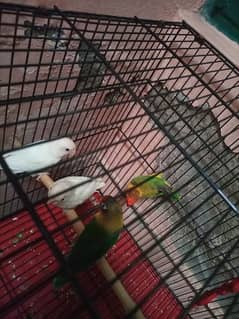 Love birds with cage
