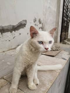 persian cat pair 0