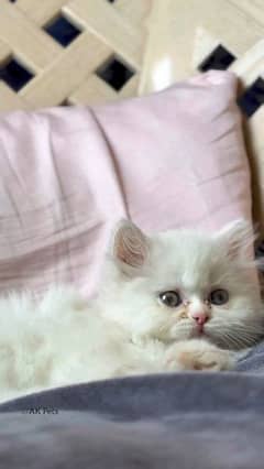 Persian Cat for sale my WhatsApp number 03468556940