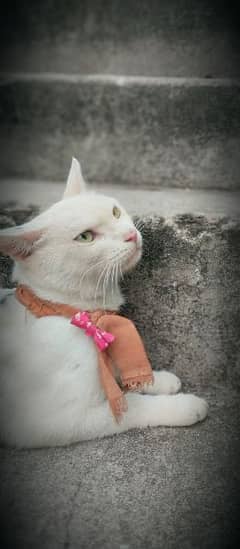 A white Cute Male Cat