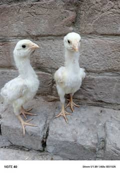 white shamo chicks