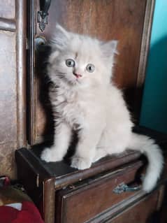 Percian Cat male For sale