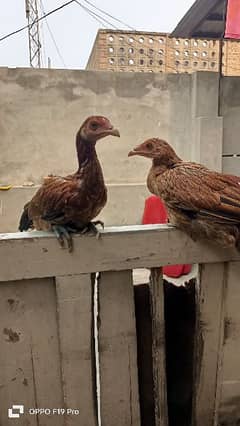 Golden misri Hens and aseel hens