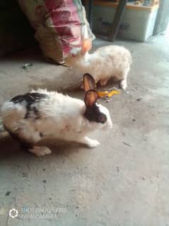 2 Female rabbits for sale