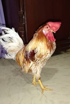 Golden Misri Male hen