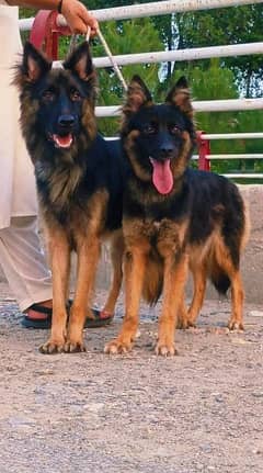 Double coat German shepherd male and female age 8 month for sale