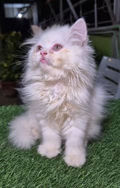 Triple coat Fluffy Persian Kitten