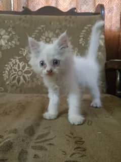 white Persian triple coated cat (blue eyes)