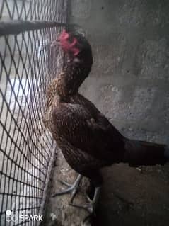 2 aseel hens for sell