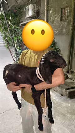 male goat cute