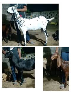 3 female goats for sale