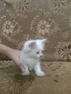 white Persian triple coated cat ( blue eyes)