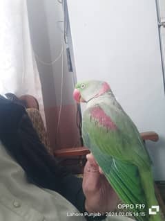 raw parrot for sell