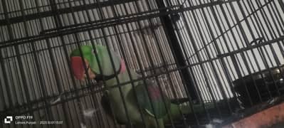 raw parrot for sell and 4 manth pair k sat exchange b kr skty ho