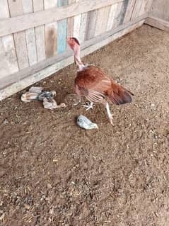 Desi Aseel/Misri mix lot with free chicks available