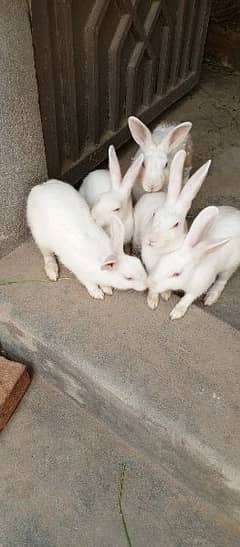 beautiful red eye rabbits for sale