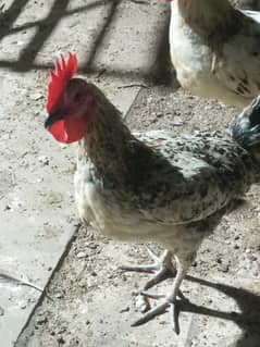 3 Misri rooster(Male) for sale. Red and white colour.