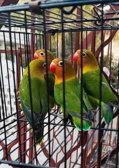 All love birds