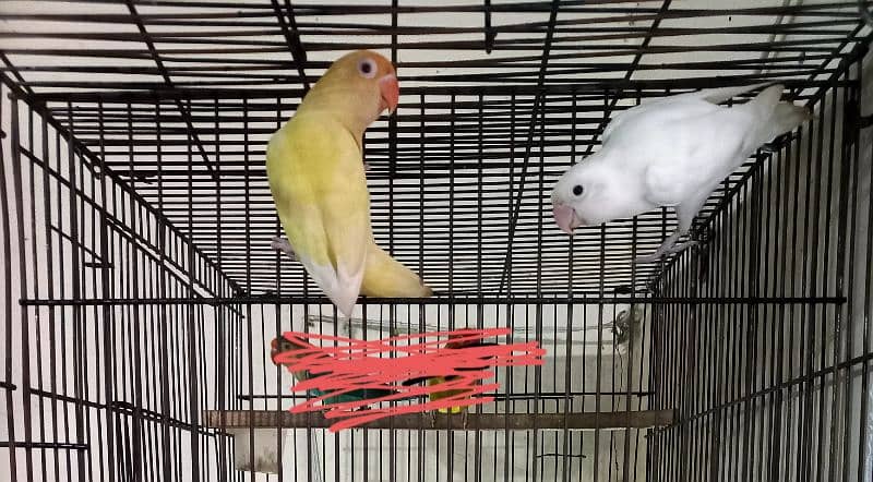 albino split red male & cremino female breeder pair 3