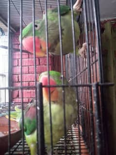 Raw Parrot Pair