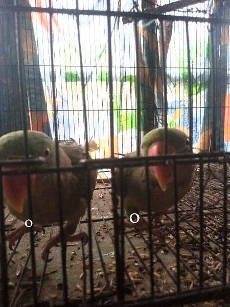 Raw Parrot Pair 1