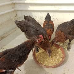 2 pairs Australorp cross golden buff 5 months old 0