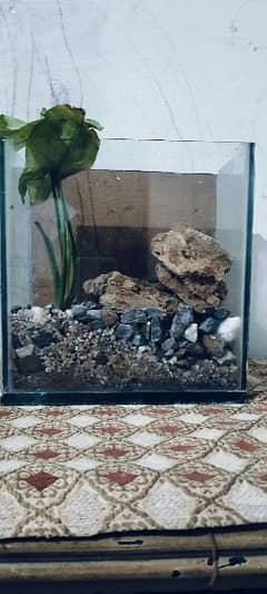 mini planted aquarium