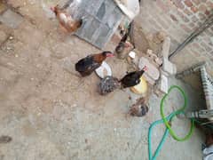 Golden Misri Hens 5 Female