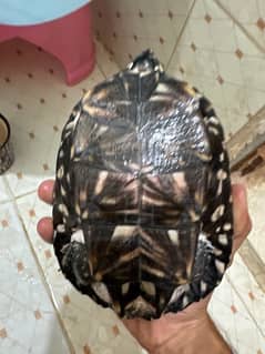 thailand breeed turtle