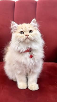 Persian Cat Female kitten Long coat