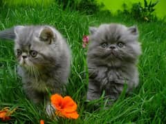 PERSIAN KITTIES PAIR