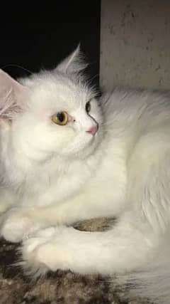 Persian Female Cat | heavy coated | 1 year | Semi punch | urgent sale
