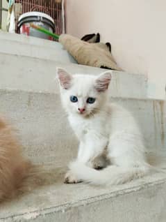 Persian kittens for sale