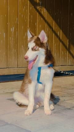 syberian husky male