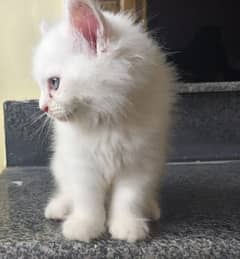 kitten pure white