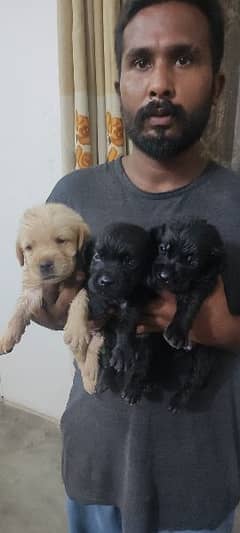 2 black Labrador retriever puppies for sale