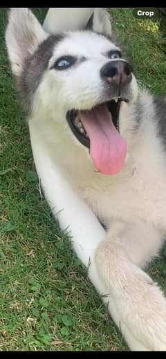 blue eye husky