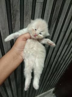 punch face persian cat baby for booking