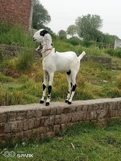 goat for sale urgent