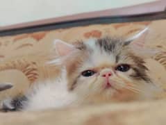 Exotic piki peke persian cat punch kittens