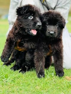 Black shepherd puppies