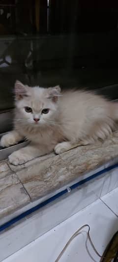 kiten persian for sale