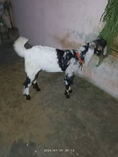 Bakra For Sale age 5. months
