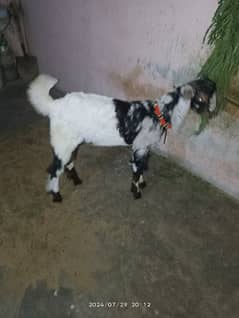 Bakra