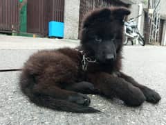 Pedigree Black German shepherd male puppy for sale