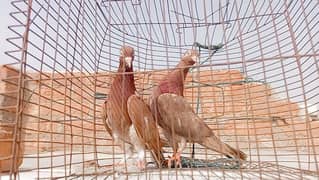 pigeon pair for sale location Hyderabad