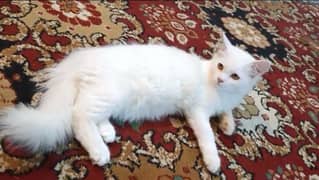 Persian Tripple Coated Cat Kitten
