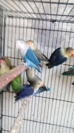LOVEBIRDS AVAILABLE